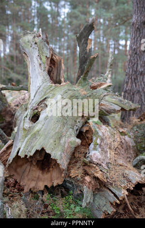 Eine alte trockene Stamm eines gefallenen Baum. Eine verdorrte Eiche in einem Gebuesch auf dem Spielplatz gelegen. Jahreszeit der Herbst. Stockfoto