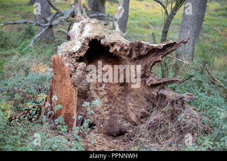 Eine alte trockene Stamm eines gefallenen Baum. Eine verdorrte Eiche in einem Gebuesch auf dem Spielplatz gelegen. Jahreszeit der Herbst. Stockfoto