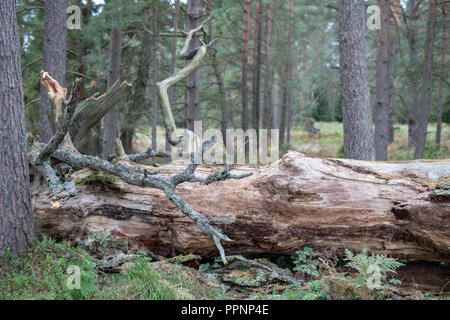 Eine alte trockene Stamm eines gefallenen Baum. Eine verdorrte Eiche in einem Gebuesch auf dem Spielplatz gelegen. Jahreszeit der Herbst. Stockfoto