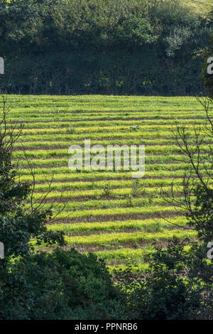 Post - 7/8-Feld (UK) - einige Wochen nach Gerste Fruchtart, die geerntet und Unkräutern und Gräsern wieder wachsen. Stockfoto