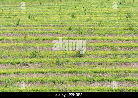 Post - 7/8-Feld (UK) - einige Wochen nach Gerste Fruchtart, die geerntet und Unkräutern und Gräsern wieder wachsen. In der Unkräuter Metapher. Stockfoto