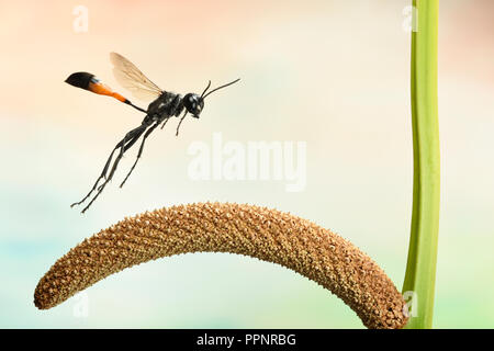 Red-banded sand Wasp (Ammophila sabulosa), im Flug, an Ruhigen (Acorus calamus), Deutschland Stockfoto