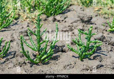 Queller (Salicornia spec.), gezeitenzone an der Nordseeküste, Schleswig-Holstein, Deutschland Stockfoto