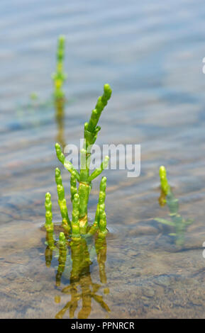 Queller (Salicornia spec.), gezeitenzone an der Nordseeküste, Schleswig-Holstein, Deutschland Stockfoto