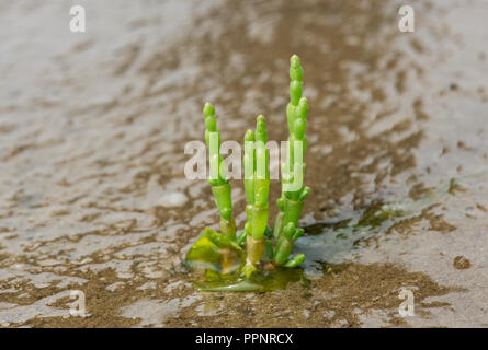 Queller (Salicornia spec.), gezeitenzone an der Nordseeküste, Schleswig-Holstein, Deutschland Stockfoto