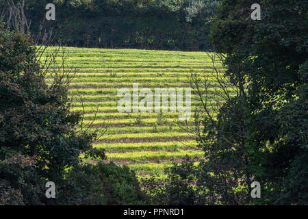 Post - 7/8-Feld (UK) - einige Wochen nach Gerste Fruchtart, die geerntet und Unkräutern und Gräsern wieder wachsen. Stockfoto