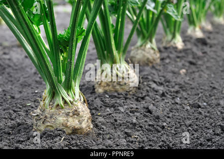 Close-up von sellerie Plantation (Wurzelgemüse) im Gemüsegarten, selektiver Fokus auf den Vordergrund Stockfoto