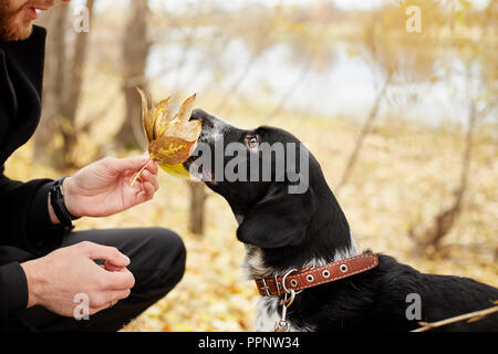 Mann im Herbst mit einem Hund Spaniel mit langen Ohren im Herbst Park. Hund frolics und spielt auf die Natur im Herbst gelb Laub, Russian Spaniel Stockfoto