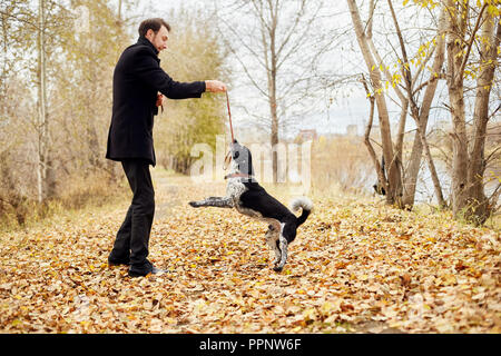 Mann im Herbst mit einem Hund Spaniel mit langen Ohren im Herbst Park. Hund frolics und spielt auf die Natur im Herbst gelb Laub, Russian Spaniel Stockfoto