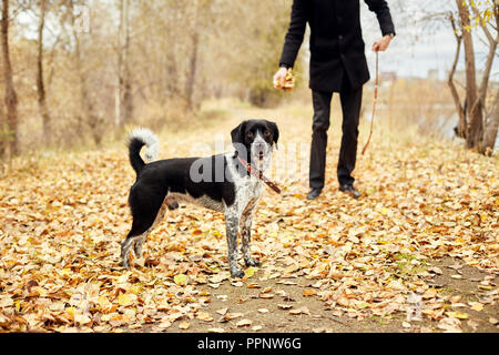 Mann im Herbst mit einem Hund Spaniel mit langen Ohren im Herbst Park. Hund frolics und spielt auf die Natur im Herbst gelb Laub, Russian Spaniel Stockfoto