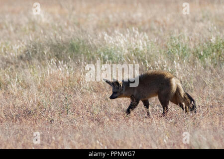 Bat-eared Fox (Otocyon Megalotis) auf der Suche nach Beute in trockenes Gras, Kgalagadi Transfrontier Park, Northern Cape, Südafrika Stockfoto