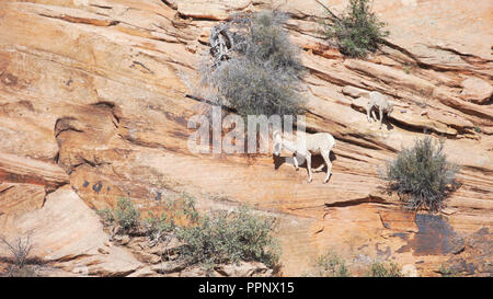 Bergziegen grasen auf der Seite von Sandsteinfelsen im Zion National Park, Utah Stockfoto