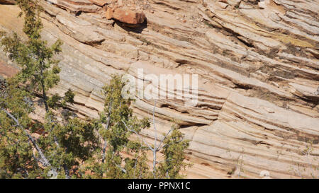 Junge Bergziege Roaming auf Sandsteinfelsen im Zion National Park, Utah Stockfoto