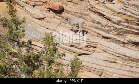 Junge Bergziege Roaming auf Sandsteinfelsen im Zion National Park, Utah Stockfoto