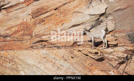 Lone Mountain Goat Beweidung auf die roten Sandsteinfelsen im Zion National Park, Utah Stockfoto