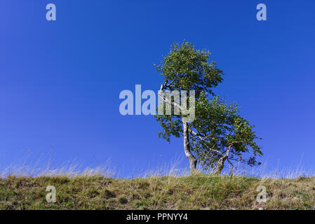 Einsame Birke auf einem grasbewachsenen Grat mit klaren blauen Himmel Stockfoto