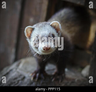 Frettchen suchen an der Kamera Stockfoto