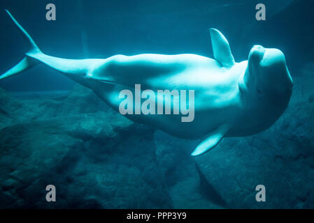 Beluga whale (Delphinapterus leucas), auch als Weiße Wal bekannt, am Georgia Aquarium in der Innenstadt von Atlanta, Georgia. (USA) Stockfoto