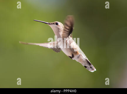 Eine weibliche Ruby-throated hummingbird im Flug Stockfoto