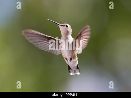 Eine weibliche Ruby-throated hummingbird im Flug Stockfoto