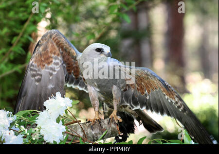 Thront Mississippi Kite Raptor mit Flügel ausbreiten. Stockfoto