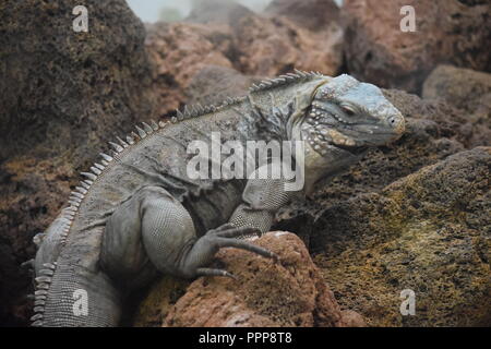 Leguan auf Felsen Stockfoto
