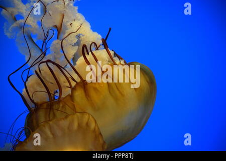 Nahaufnahme Von Golden Jellyfish Stockfoto