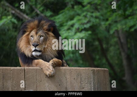 Männlicher Löwe, der nach links blickt Stockfoto