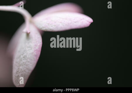 Eine Hortensie Blume am späten Nachmittag. Stockfoto