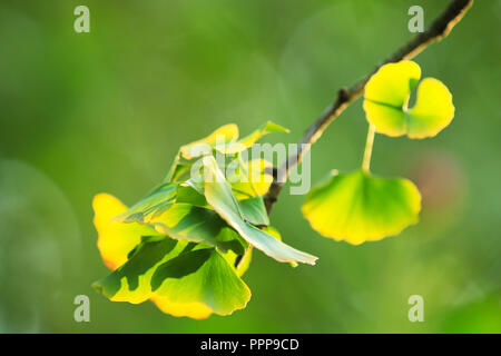 Ginkgo-Blätter im Herbst Stockfoto