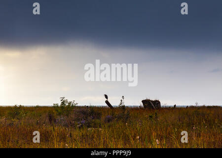 Blue Heron thront auf einem fernen Baumstumpf in küstennahen Feuchtgebiete. Stockfoto
