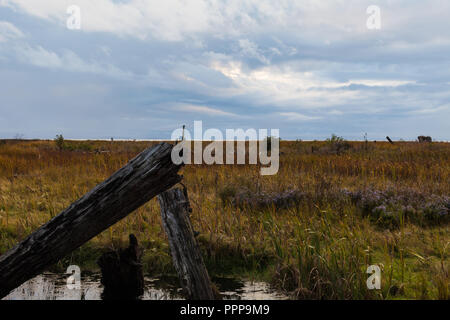 Stürmischen Himmel über Feuchtgebiete im Küstenbereich in Richmond, British Columbia. Stockfoto