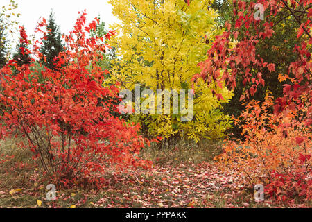 Sammlung von schönen bunten Herbst Blätter grün, gelb, orange, rot. bunten Herbst. Indian Summer. mellow Herbst. Goldener Herbst. Stockfoto