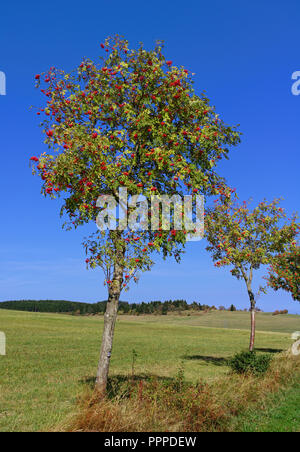 Zwei Ebereschen mit leuchtend roten Beeren in ein grünes Feld unter einem klaren blauen Himmel Stockfoto