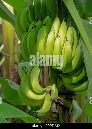 Bündel Bananen. Noch reife Früchte am Baum, grüne, unreife. Stockfoto