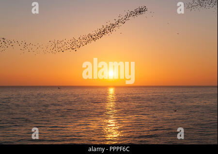 Ein starling murmuration über das Meer bei Sonnenuntergang, aus dem Palace Pier, Brighton, East Sussex, UK gesehen Stockfoto