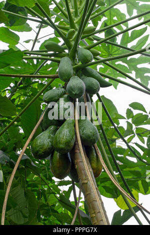 Papaya Fruchtreife auf dem Baum, vertikale Komposition. Aka Papaya, Papaya. Carica Papaya. Stockfoto