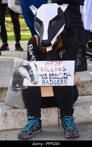 Badger Anti Cull Protest, College Green, Westminster, London, UK Stockfoto