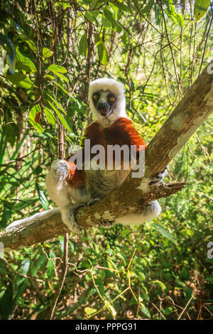 Lemur Coquerel der Sifaka (Propithecus coquereli) Stockfoto