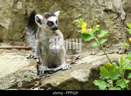 Junge nette Ring-tailed Lemur (Lemur catta) Stockfoto
