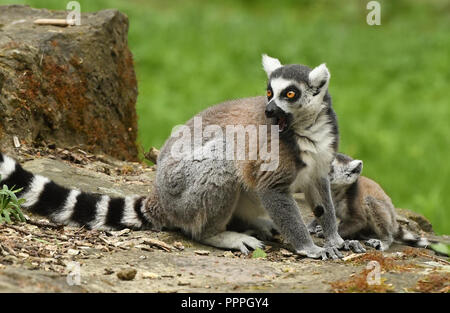 Katta (Lemur Catta) Stockfoto
