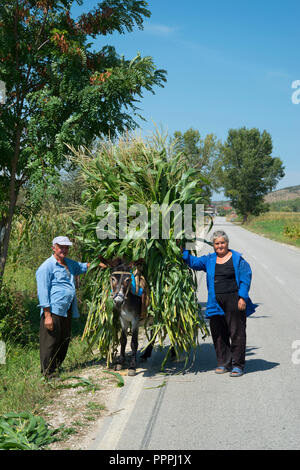 Geladen Esel in der Nähe von Kelcyre, Albanien Stockfoto