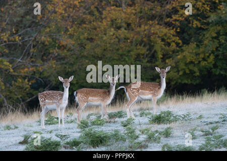 Damwild, Dama Dama, in Kent Parklandschaft an einem frostigen Herbstmorgen. Drei junge Frauen in die Kamera schaut. Stockfoto