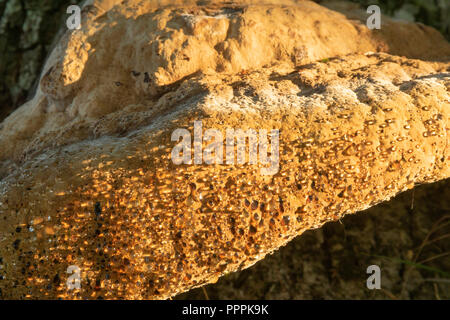 Polypore, Inonotus dryadeus Weinen, Anfang Herbst morgen wachsen auf alte Eiche. Mit der unverwechselbaren Weinen, die er seinen gemeinsamen Namen. Stockfoto