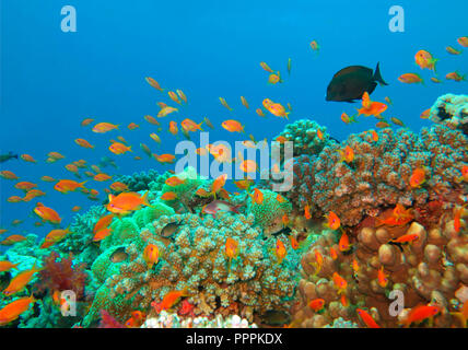 Juwelen-Fahnenbarsche (Pseudanthias squamipinnis), Korallenriff, St. Johns Riff, Rotes Meer, Aegypten Stockfoto