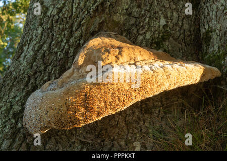 Polypore, Inonotus dryadeus Weinen, Anfang Herbst morgen wachsen auf alte Eiche. Mit der unverwechselbaren Weinen, die er seinen gemeinsamen Namen. Stockfoto