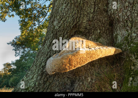 Polypore, Inonotus dryadeus Weinen, Anfang Herbst morgen wachsen auf alte Eiche. Mit der unverwechselbaren Weinen, die er seinen gemeinsamen Namen. Stockfoto