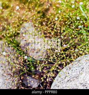 Web der blühenden weißen Blumen und Grünes Gras über Steine auf einem Wald River Bank Stockfoto