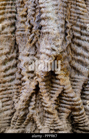 Redwood Tree Trunk Details Stockfoto