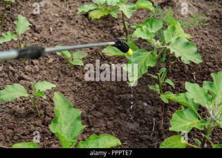 Schutz aubergine Pflanzen aus pilzlichen Krankheiten oder Schädlinge mit Druck Sprüher im Garten Stockfoto